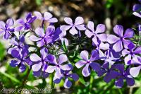 Downy Phlox