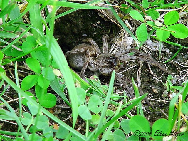 pcws2.jpg