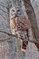 Barred Owl
